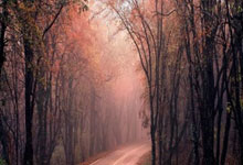 美国篮球队惊险取胜，晋级半决赛